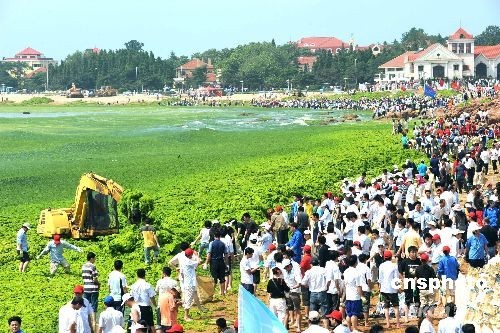 青島近海海域出現(xiàn)大量綠藻 青島近海海域出現(xiàn)大量綠藻